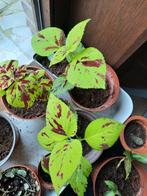 Siernetel / coleus kamerplant, Huis en Inrichting, Kamerplanten, Overige soorten, In pot, Minder dan 100 cm, Bloeiende kamerplant