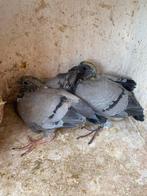 Jongen, Dieren en Toebehoren, Vogels | Duiven, Geslacht onbekend, Postduif