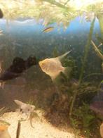 maanvissen, Dieren en Toebehoren, Vissen | Aquariumvissen, Vis, Zoetwatervis