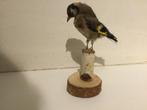 Taxidermy putter, Ophalen of Verzenden, Zo goed als nieuw, Vogel