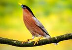 Pagoda Spreeuw POP 2025, Dieren en Toebehoren, Vogels | Overige Vogels, Vrouwelijk, Tropenvogel, Geringd