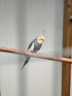 Valkparkieten, Dieren en Toebehoren, Vogels | Parkieten en Papegaaien, Meerdere dieren, Parkiet