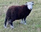 Herdwick ram, Dieren en Toebehoren