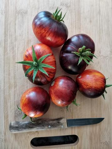 Queen of the Night tomaat - 5 zaden beschikbaar voor biedingen