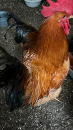 Yellow, brown rooster, Dieren en Toebehoren