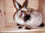 Mooie Rex dwerg midden sepia marter., Dieren en Toebehoren, Konijnen, Dwerg