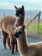 Alpaca Hengstje te koop, Mai, Mâle