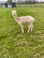 Alpaca merrie, Dieren en Toebehoren, Overige Dieren