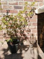 2 groene Japanse Esdoorns, Ophalen, Esdoorn, Struik