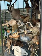 Top curiosa taxidermie, Ophalen of Verzenden