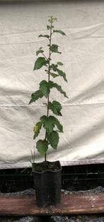 petit bouleau, Tuin en Terras, Planten | Bomen, Ophalen, Bloeit niet, Halfschaduw, 250 tot 400 cm