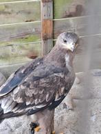 aigle des steppes, Mâle, Oiseau de proie, Bagué