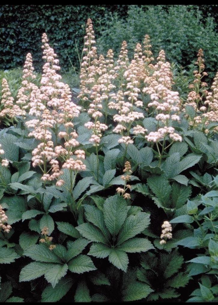 Rodgersia, Salvia, Scabiosa,, Jardin & Terrasse, Plantes | Jardin, Plante fixe, Enlèvement ou Envoi