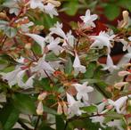 Abelia grandiflora, Plein soleil, Enlèvement ou Envoi, Été