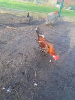 Haantjes, Dieren en Toebehoren