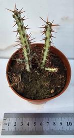 Euphorbia aeruginosa, Verzenden