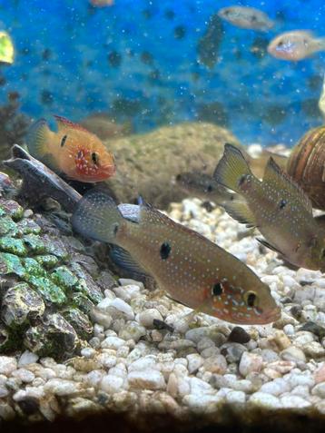 Jewel Cichliden (Hemichromis bimaculatus) beschikbaar voor biedingen
