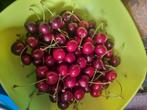 Cerises bio au kilo, Ophalen