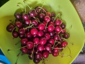 Cerises bio au kilo  beschikbaar voor biedingen