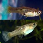 Steriele Endler vrouwtjes 2x, Dieren en Toebehoren