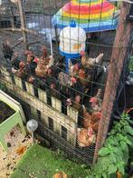 Voor €50 mag alles weg. Kippen en kippenhok + opmheining, Dieren en Toebehoren, Vrouwelijk, Kip