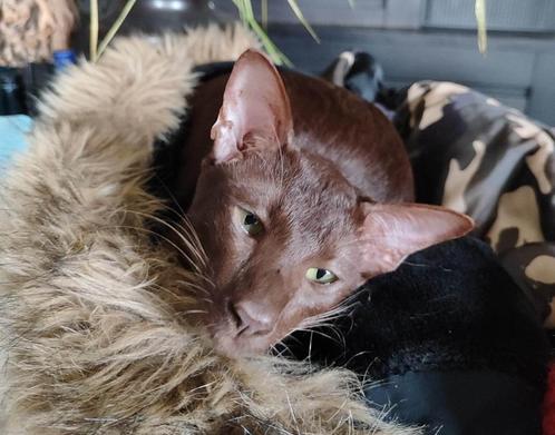 Dekkater Havana Oosters Korthaar met Stamboom, Dieren en Toebehoren, Katten en Kittens | Dekkaters, 0 tot 2 jaar