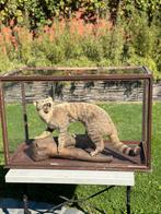 Zeer oude glazen kast te koop, Antiek en Kunst, Ophalen