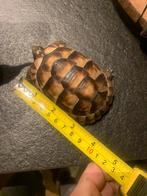 Landschildpad, Dieren en Toebehoren, Schildpad, 3 tot 6 jaar