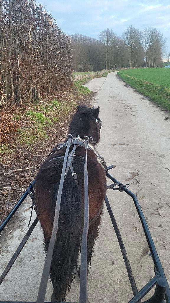 Beleren van jou Shetlander!, Dieren en Toebehoren, Paarden en Pony's | Overige Paardenspullen, Nieuw, Overige soorten, Ophalen of Verzenden
