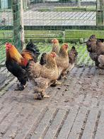 Broedeieren Brahma goudpatrijs, Dieren en Toebehoren, Pluimvee