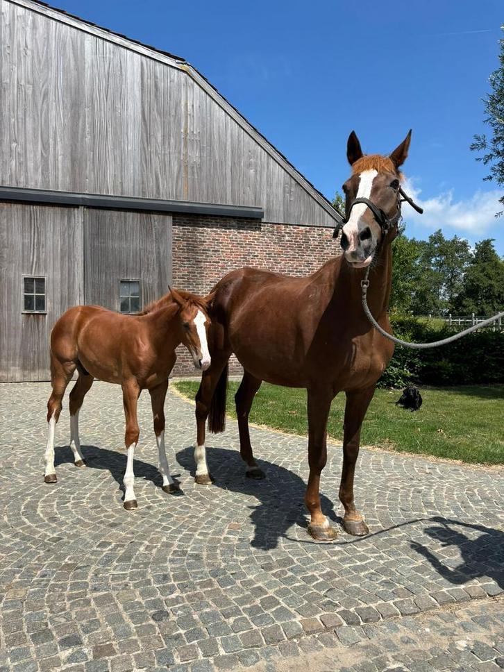 Fokmerrie met Emerald veulen, drachtig van Cornado II, Dieren en Toebehoren, Paarden, Merrie, M