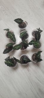 Alocasia polly plantjes te koop, Huis en Inrichting, Ophalen