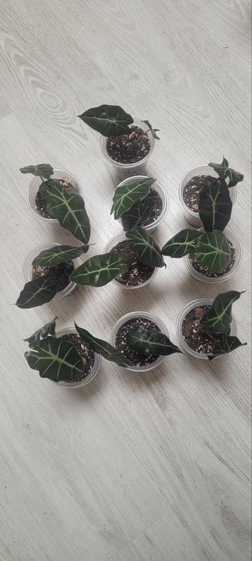 Alocasia polly plantjes te koop beschikbaar voor biedingen