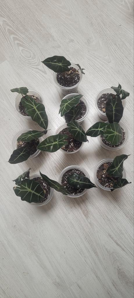 Alocasia polly plantjes te koop, Huis en Inrichting, Kamerplanten, Ophalen