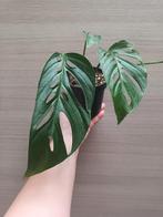 Monstera adansonii laniata, Ophalen of Verzenden