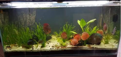 Aquarium 840L + décante de 200L, Animaux & Accessoires, Poissons | Aquariums & Accessoires, Utilisé, Aquarium vide, Enlèvement ou Envoi