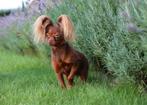 Russkiy Toy reutje te koop, Dieren en Toebehoren, België, Fokker | Hobbymatig, Parvo, Eén hond