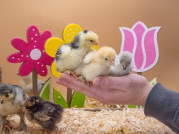 Brahma kuikens groot soort, hennetjes, gesekst en ingeënt beschikbaar voor biedingen