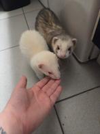 Fretten, Dieren en Toebehoren, Knaagdieren, Fret, Mannelijk, Mei, Tam