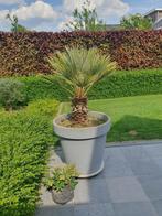 Palmboom, Tuin en Terras, Planten | Tuinplanten, Volle zon, Vaste plant, Bloeit niet, Ophalen
