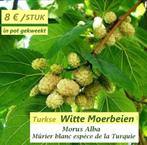 WITTE MOERBEIEN PLANTEN (MORUS ALBA) 50/+ cm, in pot, 8€/st, Vaste plant, Fruitplanten, Ophalen of Verzenden, Lente