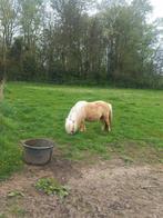 Palomino 2e premie KROON merrie 92 cm, Dieren en Toebehoren, Pony's, Merrie, Gechipt, A pony (tot 1.17m), Onbeleerd