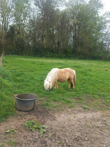 Jument Palomino 2e premium KROON 92 cm, 11 ans ou plus, Poney A (jusqu'à 1.17 m), Vermifugé, Non dressé