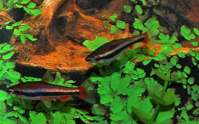 Hobbyaquarium Nannostomus Beckfordi / Potloodvisje Beckfordi, Dieren en Toebehoren, Vissen | Aquariumvissen, Zoetwatervis, Vis