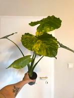Alocasia gageana aurea variegata, Huis en Inrichting, Kamerplanten, Ophalen, Overige soorten, Minder dan 100 cm, Volle zon