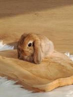 Mini Lop konijntje, Dieren en Toebehoren, Konijnen, Vrouwelijk, Dwerg, Hangoor, 0 tot 2 jaar