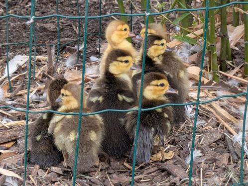 Muskuseendenkuikens, Dieren en Toebehoren, Pluimvee, Eend, Geslacht onbekend