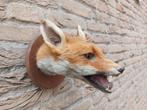 Tête en peluche : renard, taxidermie, renard, crâne, chasse,, Enlèvement, Animal sauvage, Bois ou Tête