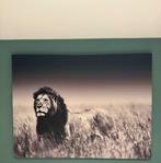 Lion fotobord 160x120, Ophalen, Zo goed als nieuw