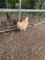 Jonge haan, Dieren en Toebehoren, Pluimvee, Mannelijk, Kip